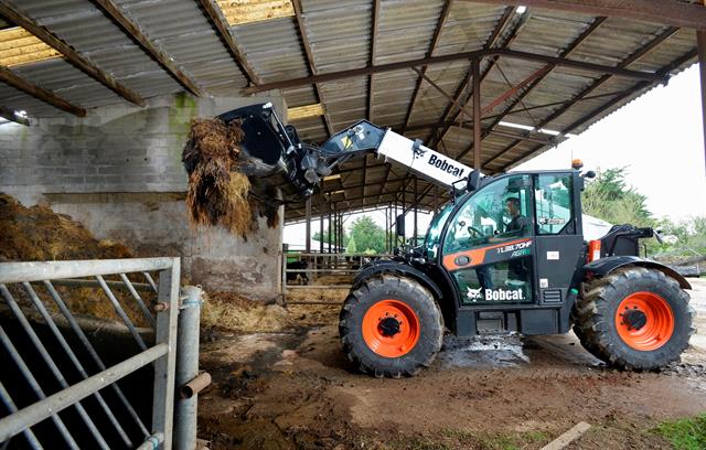 Bobcat